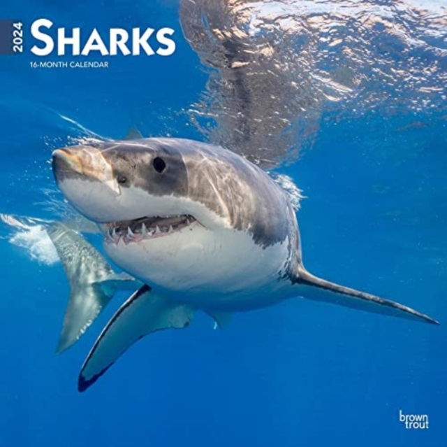 SHARKS 2024 SQUARE