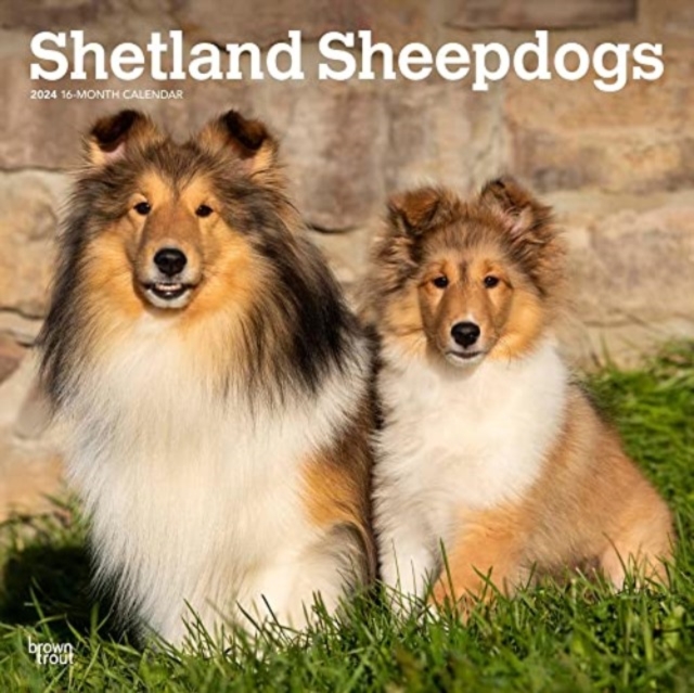 SHETLAND SHEEPDOGS 2024 SQUARE