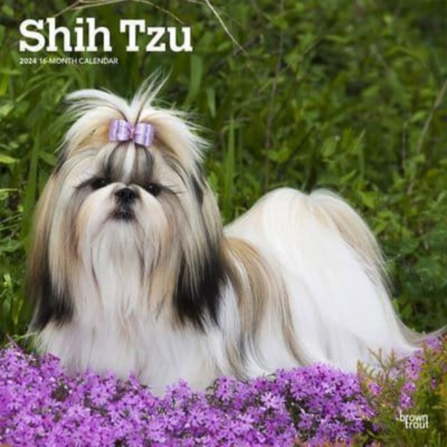 SHIH TZU 2024 SQUARE