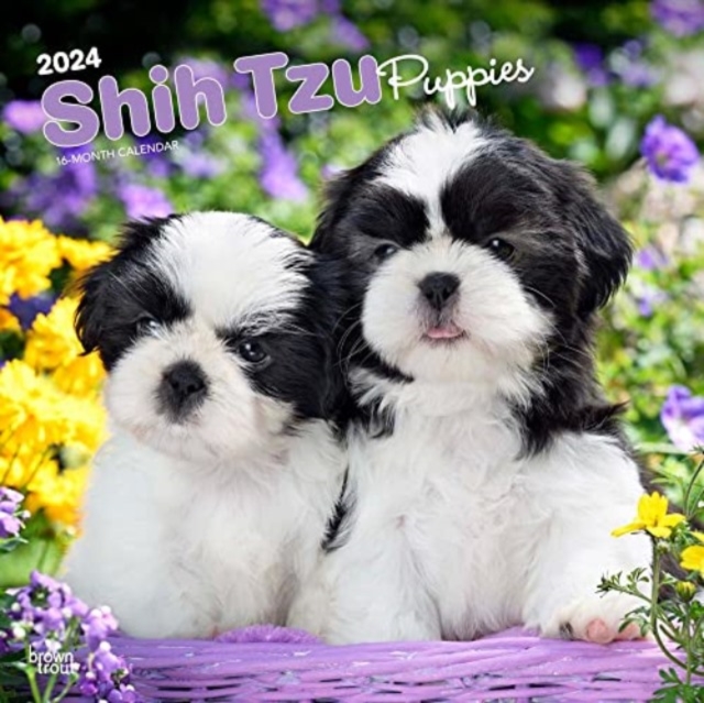 SHIH TZU PUPPIES 2024 SQUARE