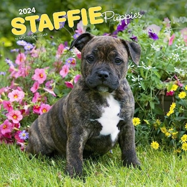STAFFORDSHIRE BULL TERRIER PUPPIES 2024