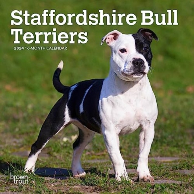 STAFFORDSHIRE BULL TERRIERS 2024 MINI 7X