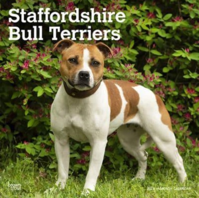 STAFFORDSHIRE BULL TERRIERS 2024 SQUARE