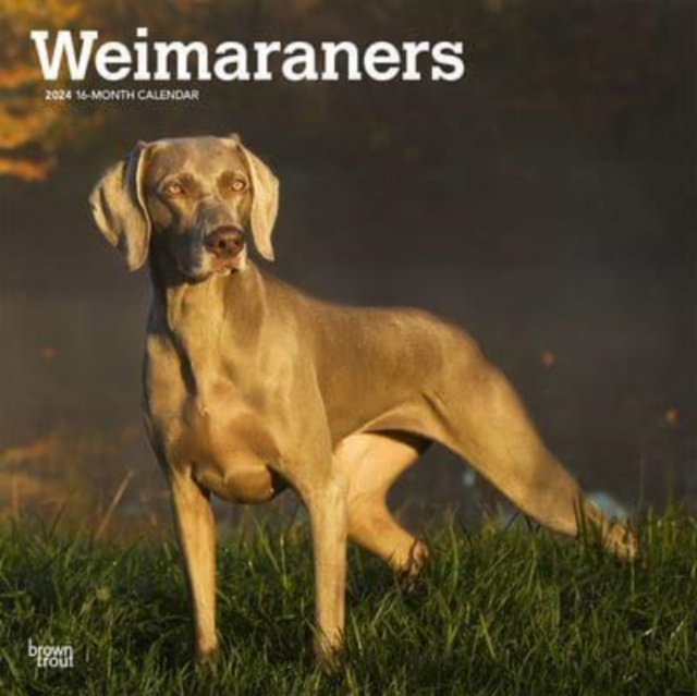WEIMARANERS 2024 SQUARE