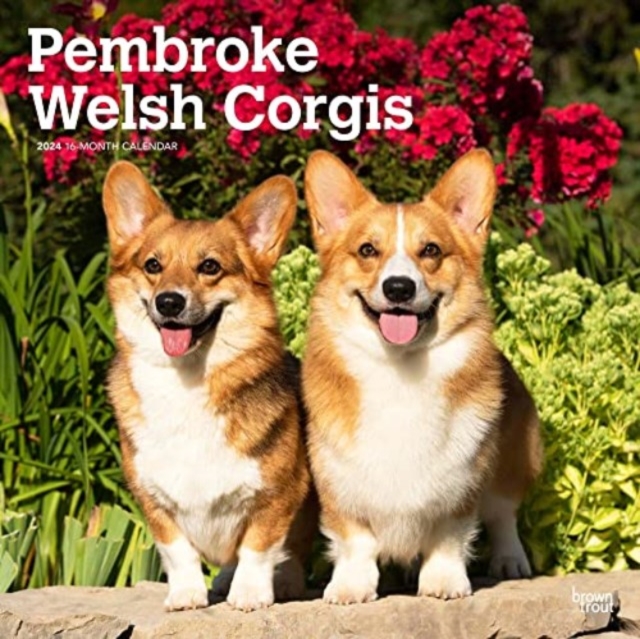 WELSH CORGIS PEMBROKE 2024 SQUARE