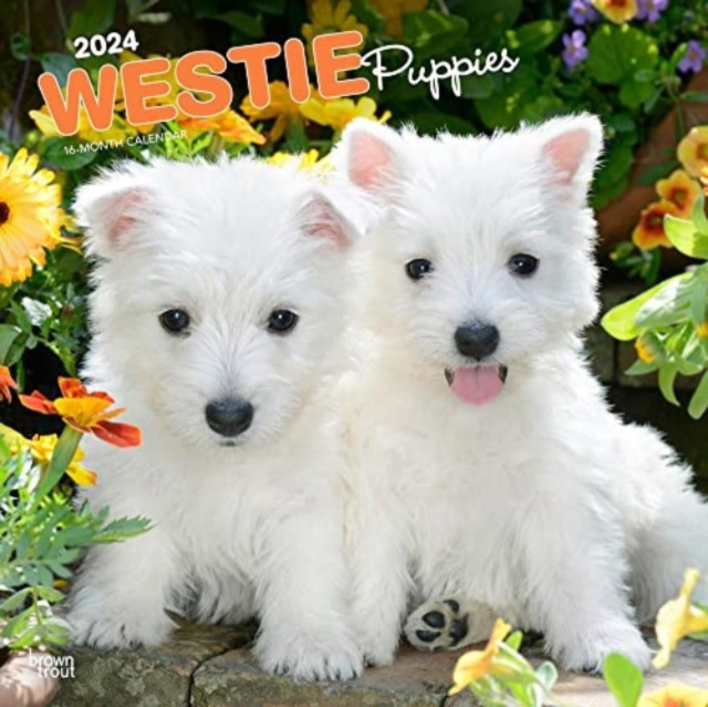 WEST HIGHLAND WHITE TERRIER PUPPIES 2024