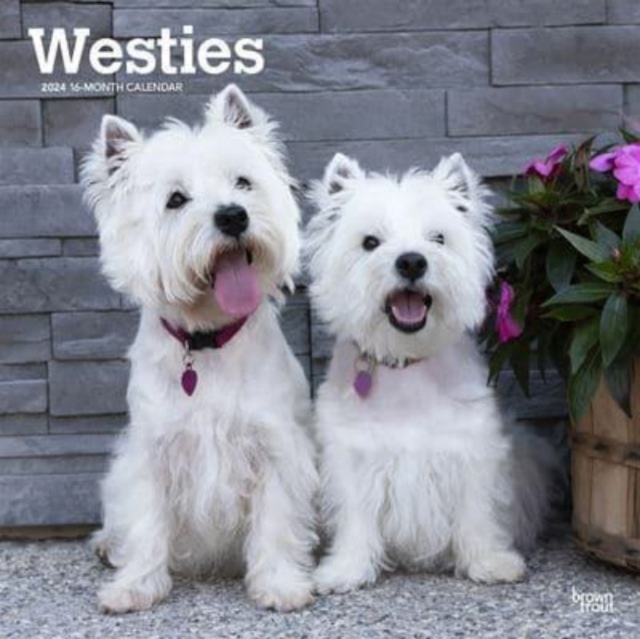 WEST HIGHLAND WHITE TERRIERS 2024 SQUARE