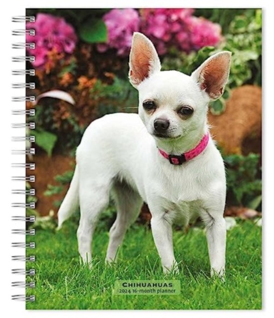 CHIHUAHUAS 2024 ENGAGEMENT