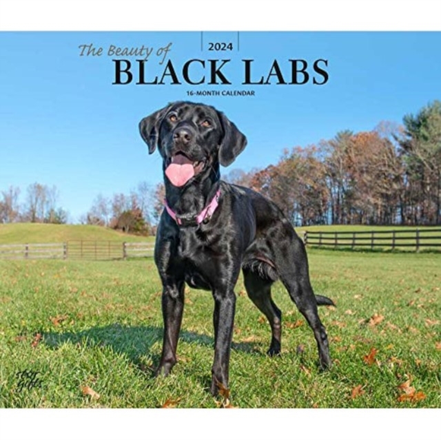 LABRADOR RETRIEVERS BLACK THE BEAUTY OF