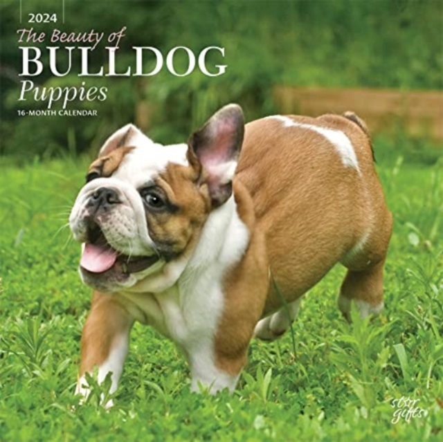 BULLDOG PUPPIES THE BEAUTY OF 2024 SQUAR