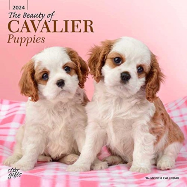 CAVALIER KING CHARLES SPANIEL PUPPIES TH