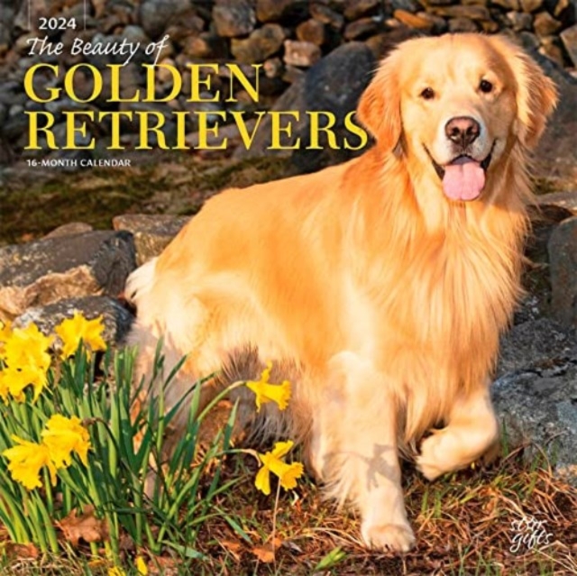 GOLDEN RETRIEVERS THE BEAUTY OF 2024 SQU