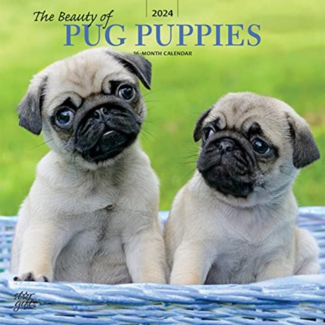 PUG PUPPIES THE BEAUTY OF 2024 SQUARE ST