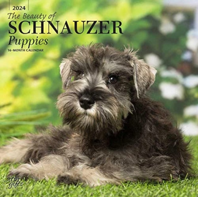 SCHNAUZER PUPPIES THE BEAUTY OF 2024 SQU