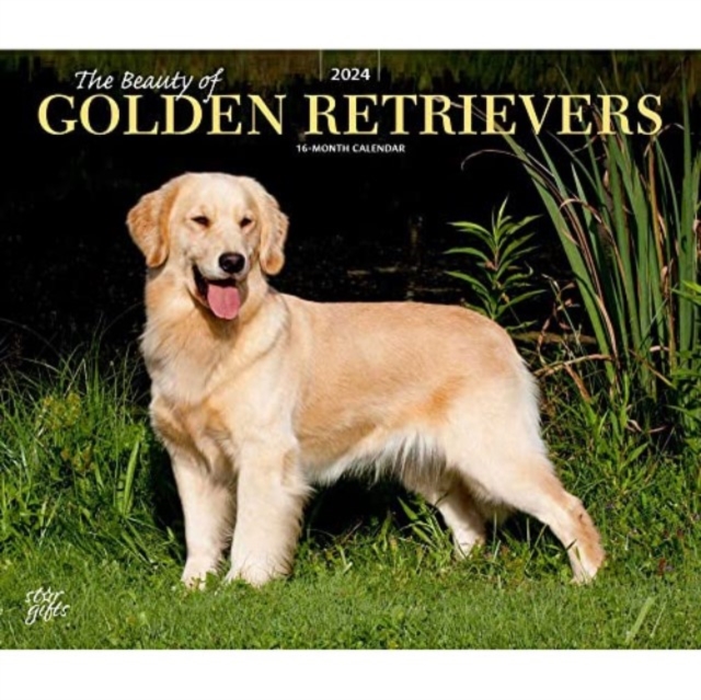 GOLDEN RETRIEVERS THE BEAUTY OF 2024 DEL