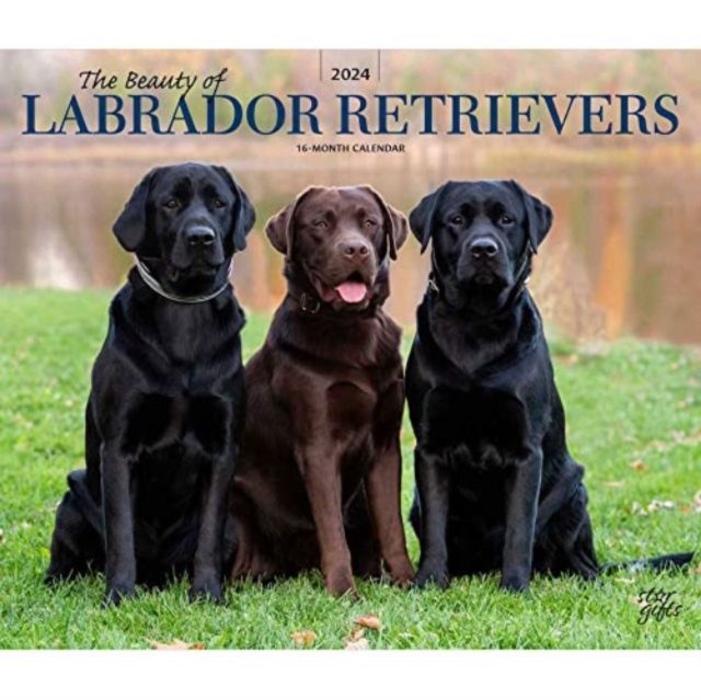 LABRADOR RETRIEVERS THE BEAUTY OF 2024 D