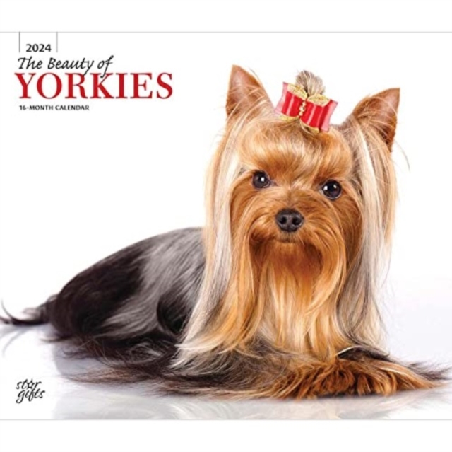YORKSHIRE TERRIERS THE BEAUTY OF 2024 DE