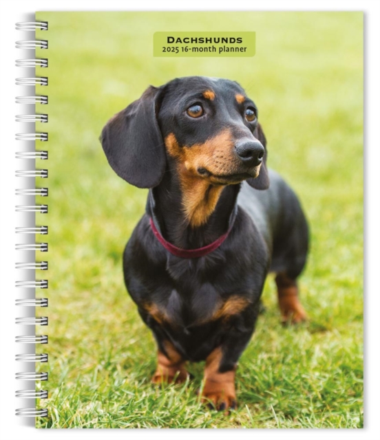 Dachshunds 2025 Engagement