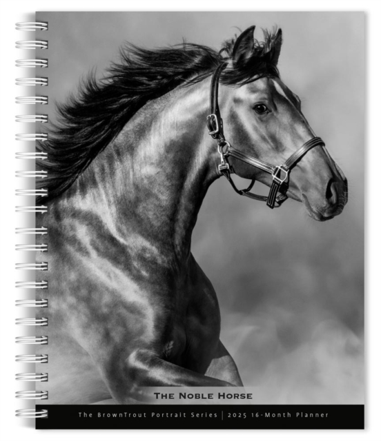 Horse The Noble The Browntrout Portrait