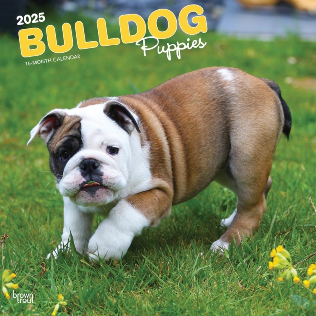 Bulldog Puppies 2025 Square Wrap