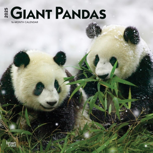 Giant Pandas 2025 Square Wrap