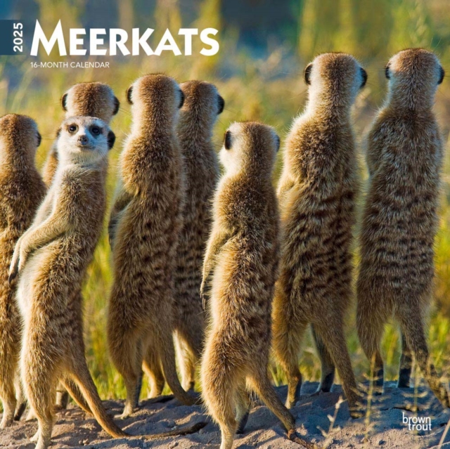Meerkats 2025 Square Wrap