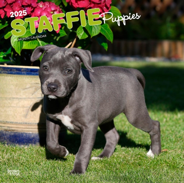 Staffordshire Bull Terrier Puppies 2025