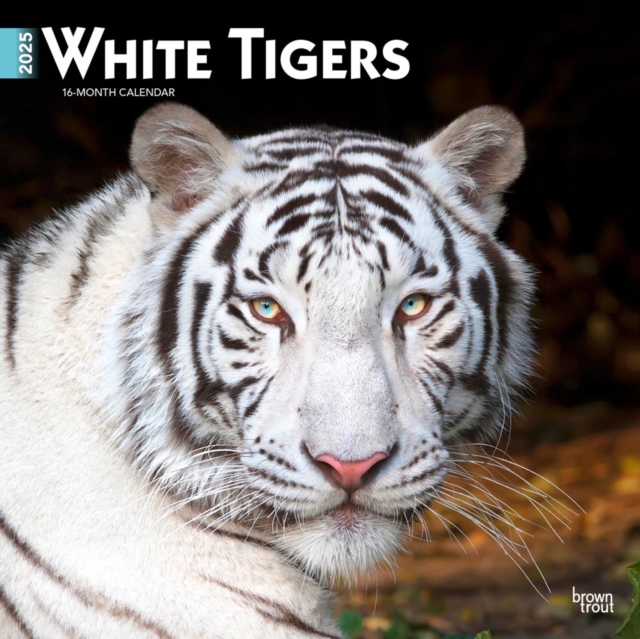 White Tigers 2025 Square Wrap