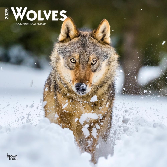 Wolves 2025 Square Wrap