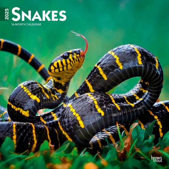 Snakes 2025 Square Wrap