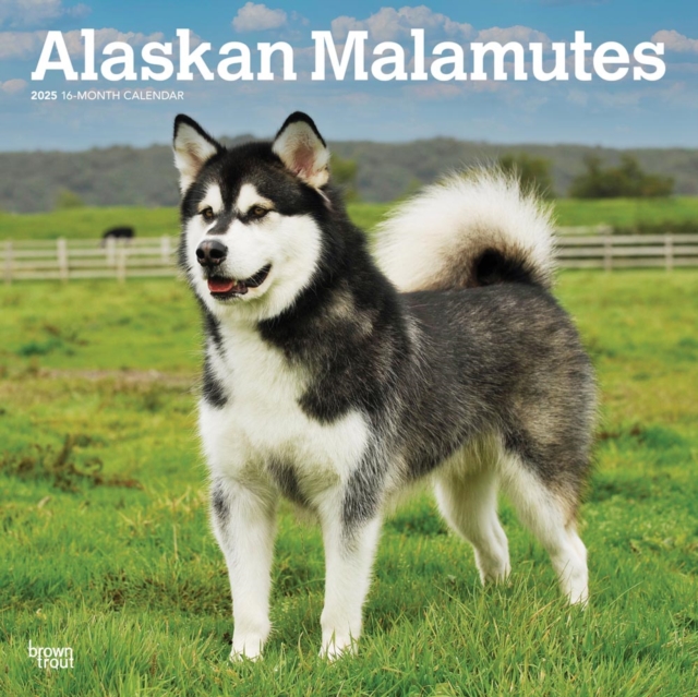 Alaskan Malamutes 2025 Square Wrap