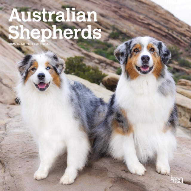 Australian Shepherds 2025 Square Wrap