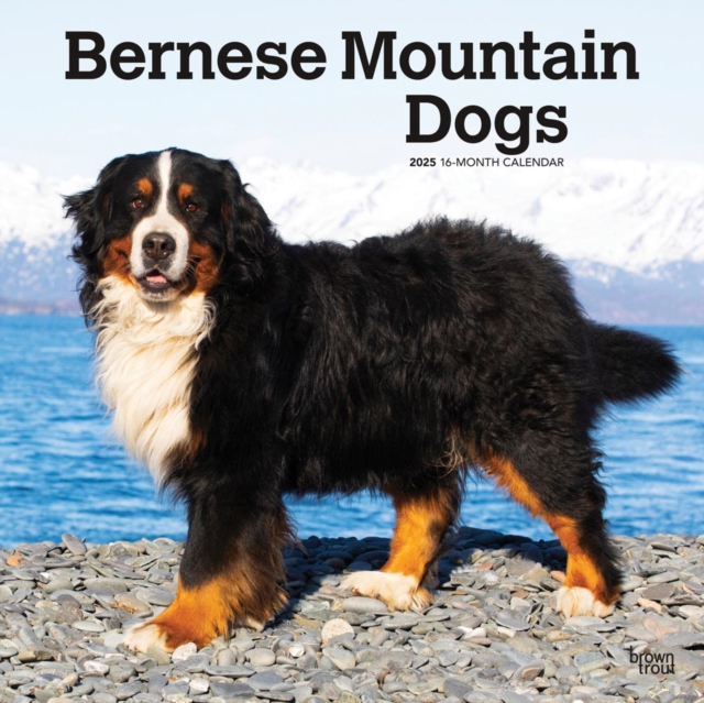 Bernese Mountain Dogs 2025 Square Wrap