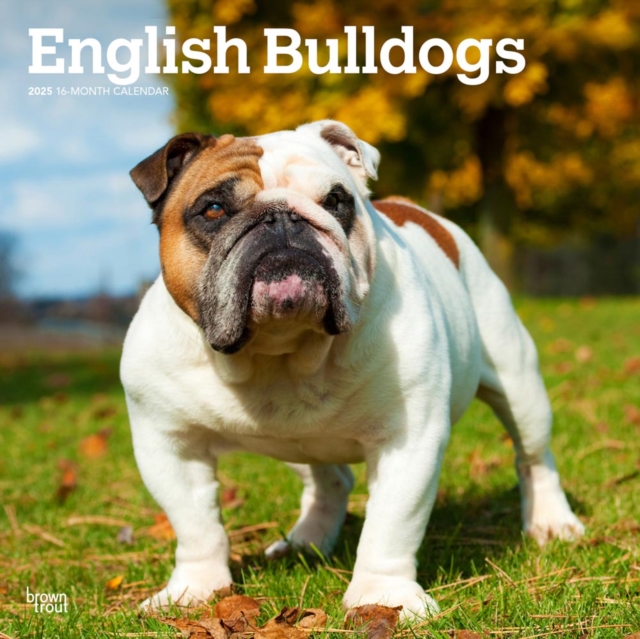 English Bulldogs 2025 Square Wrap