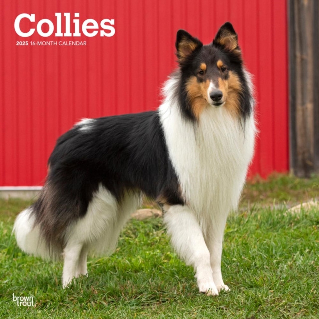 Collies 2025 Square Wrap