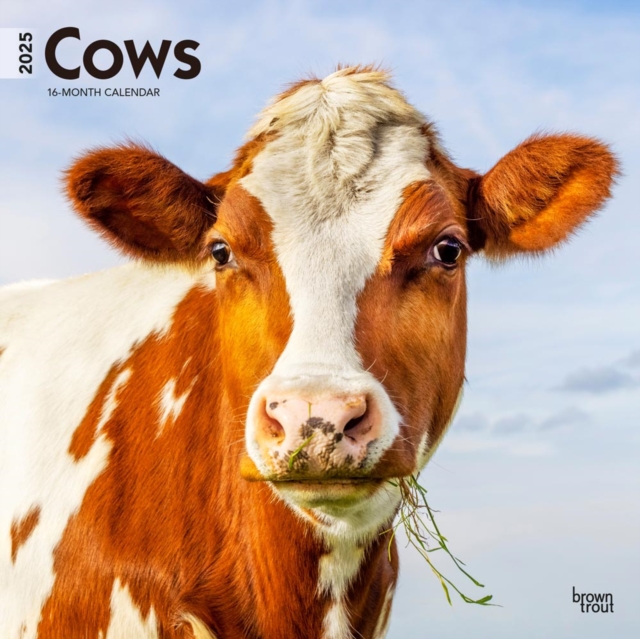 Cows 2025 Square Wrap