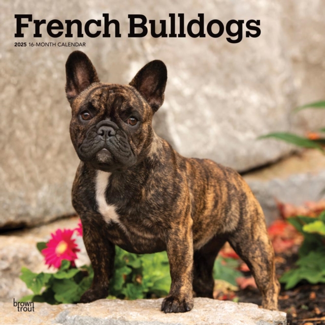 French Bulldogs 2025 Square Wrap