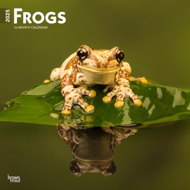 Frogs 2025 Square Wrap