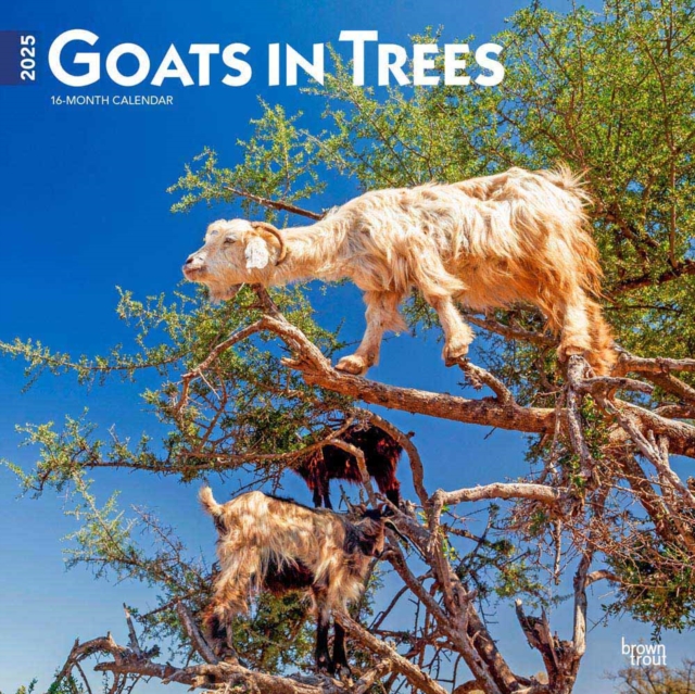 Goats In Trees 2025 Square Wrap