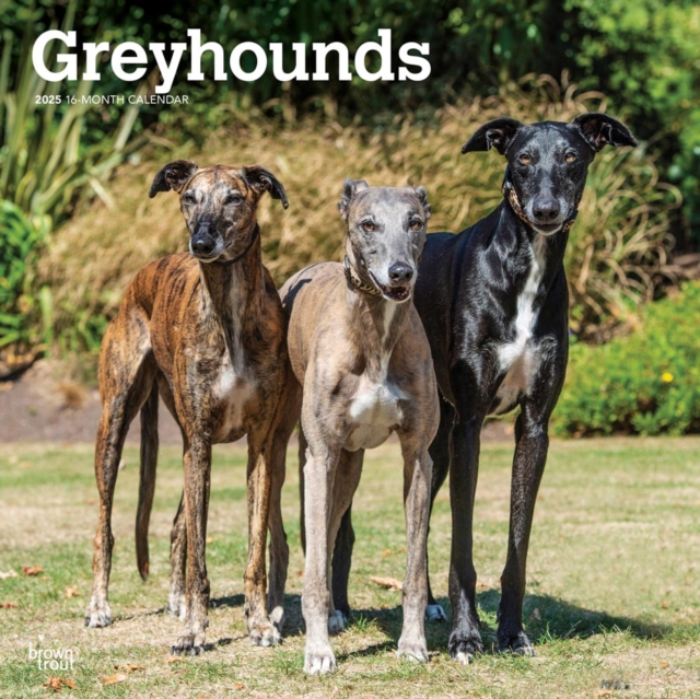 Greyhounds 2025 Square Wrap