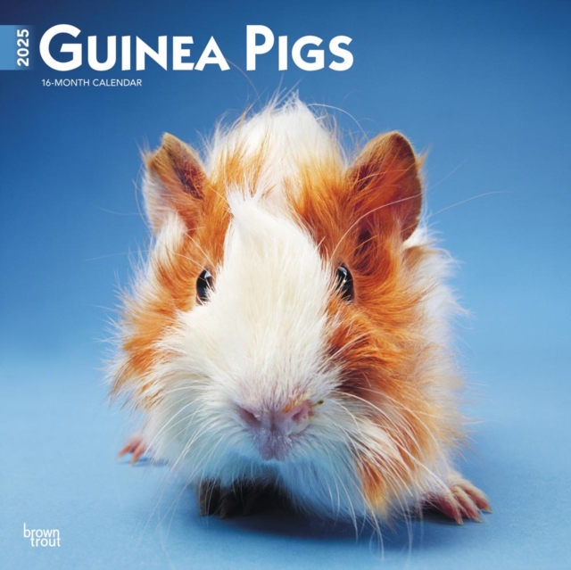 Guinea Pigs 2025 Square Wrap