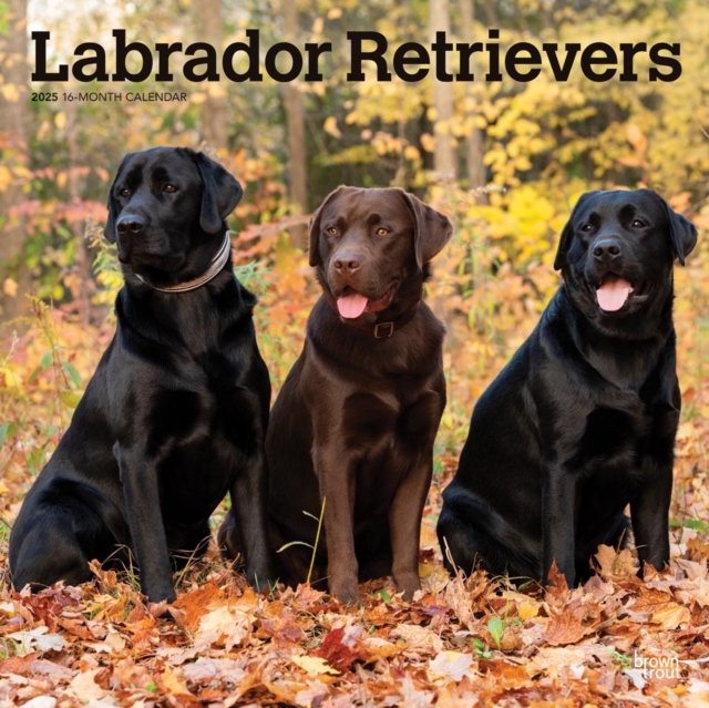 Labrador Retrievers 2025 Square Wrap
