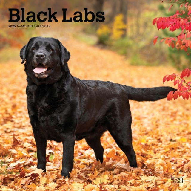 Labrador Retrievers Black 2025 Square Wr
