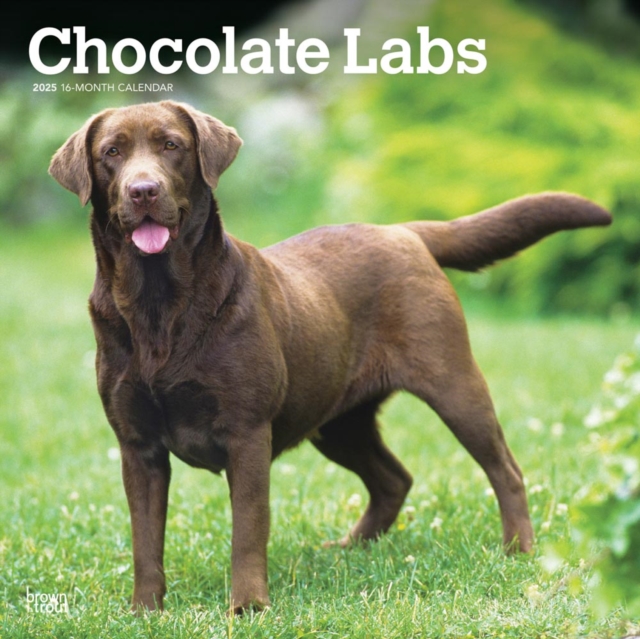 Labrador Retrievers Chocolate 2025 Squar