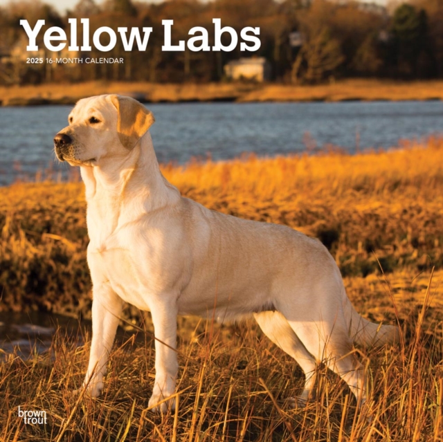 Labrador Retrievers Yellow 2025 Square W