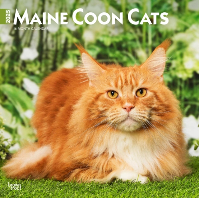 Maine Coon Cats 2025 Square Wrap