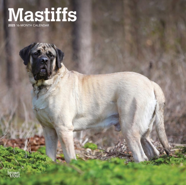 Mastiffs 2025 Square Wrap