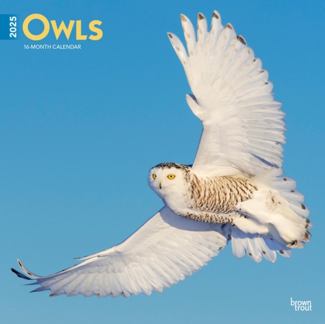 Owls 2025 Square Wrap