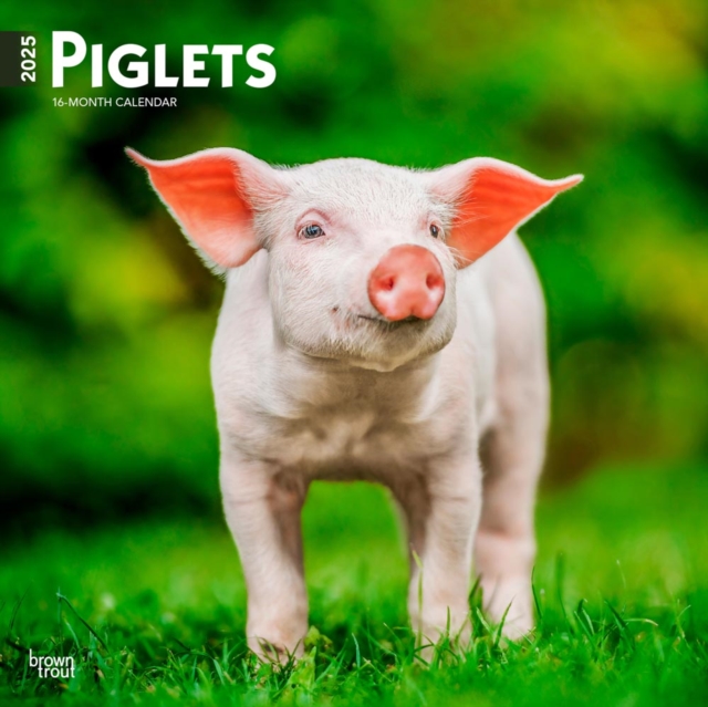 Piglets 2025 Square Wrap