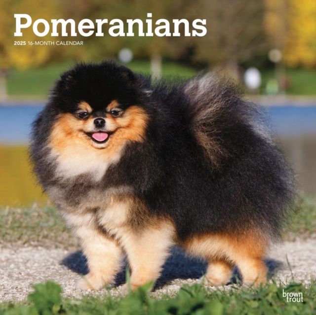 Pomeranians 2025 Square Wrap